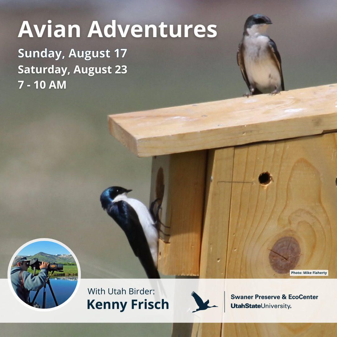 Avian Adventures