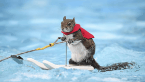 A waterskiing squirrel. Twiggy the squirrel
