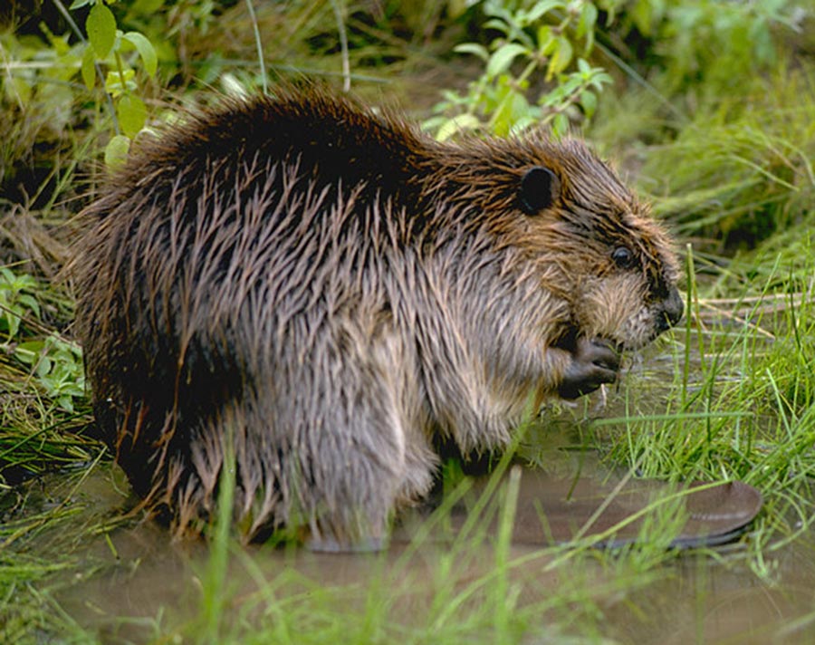 Spring Beaver Exhibit